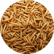 Meelwormen | 5,6 liter (±1050gr)